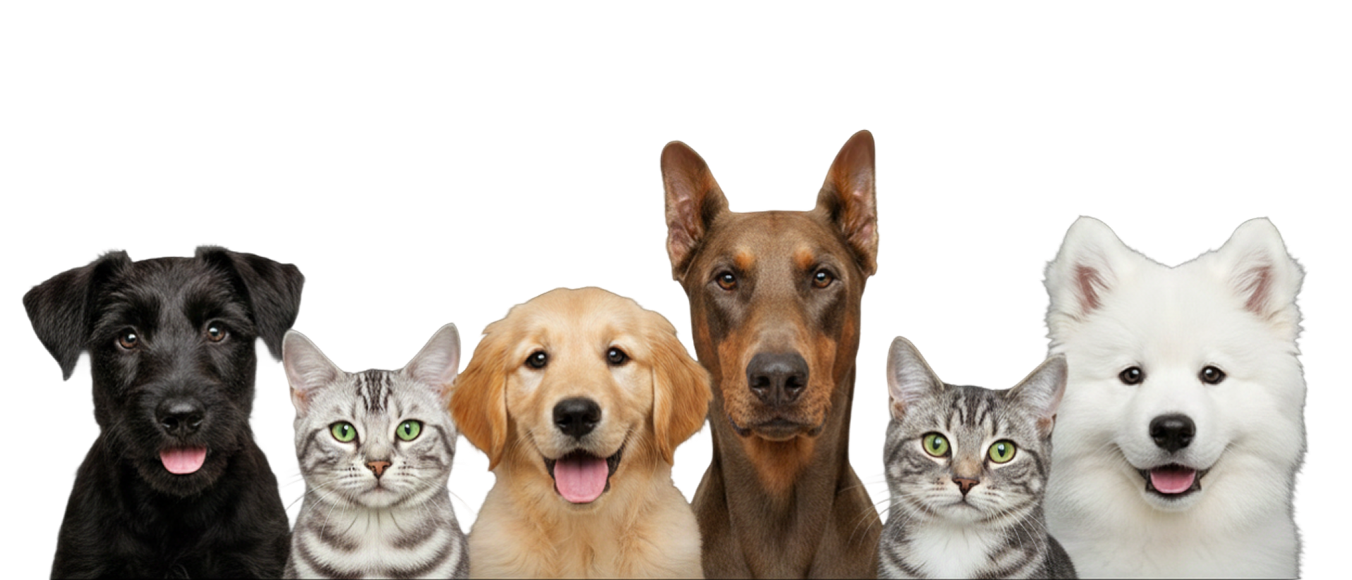 Happy pets at Best Care Vets