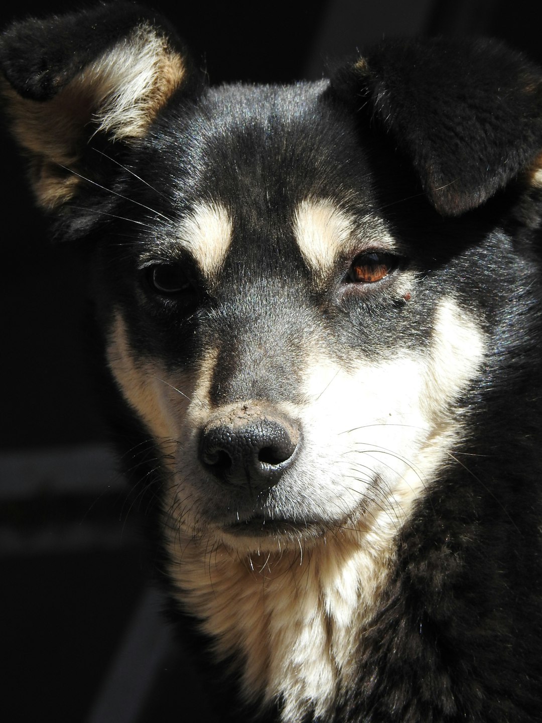 Rescue & Animal Welfare