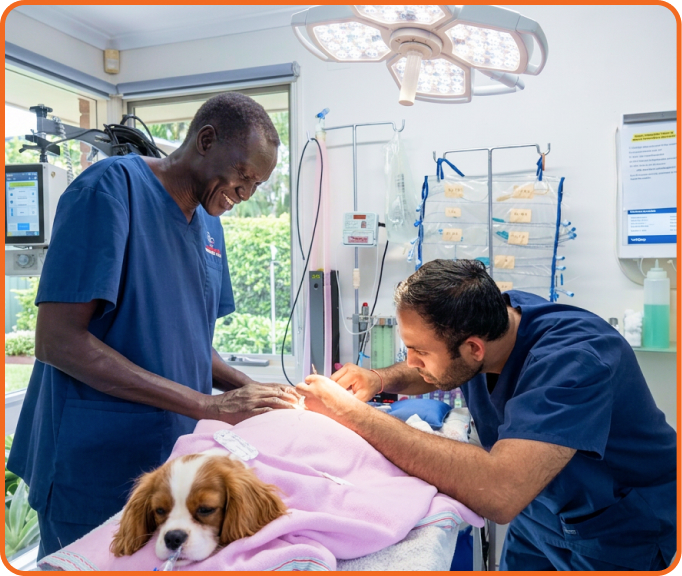 Vet examining a patient