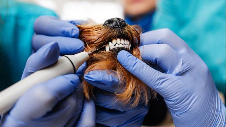 Dental Health