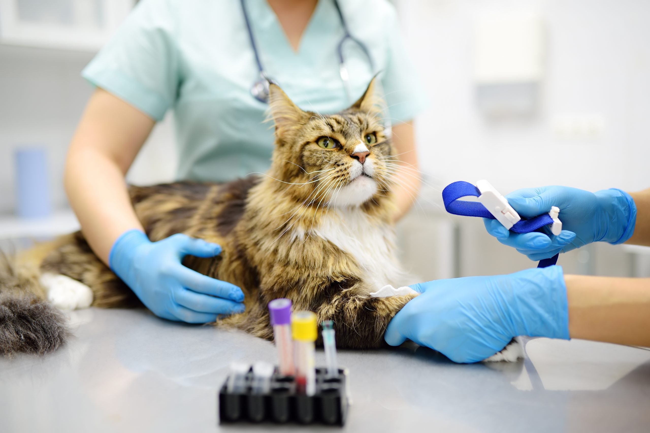 Laboratory & Diagnostics
