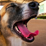 5 Signs Your Dog May Have Dental Problems