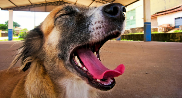 5 Signs Your Dog May Have Dental Problems