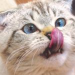 cat dental care