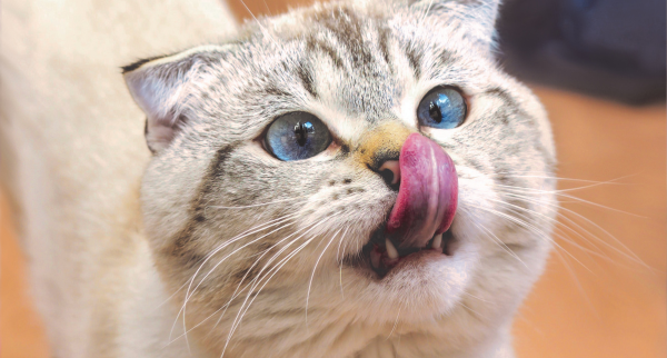 cat dental care