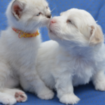 Pet Dental Health: Why It Matters 