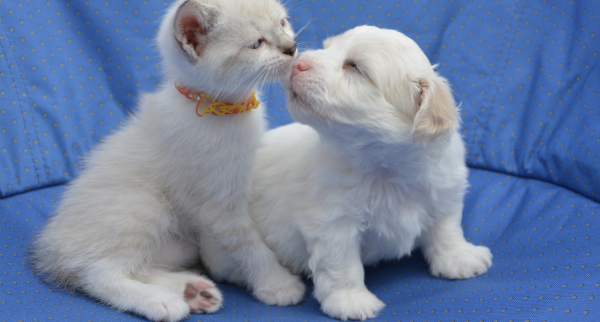 Pet Dental Health: Why It Matters 