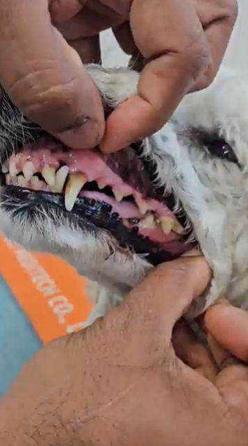 how to clean dog teeth 