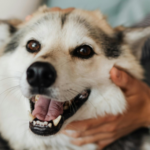 How to Look After Your Dog’s Teeth at Home 