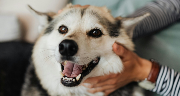How to Look After Your Dog’s Teeth at Home 